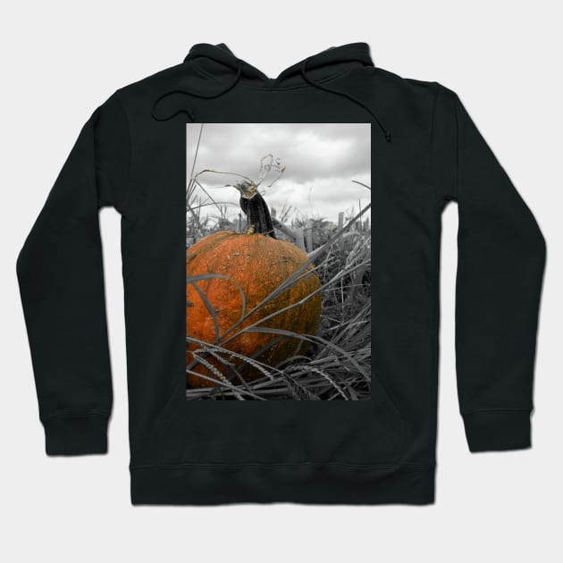 Pumpkin Patch Hoodie by searchlight